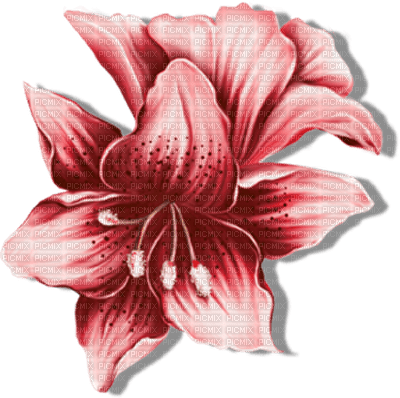 Kaz_Creations Deco Flowers Flower Colours - png ฟรี