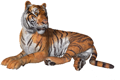 tigre - GIF animasi gratis