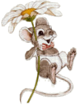 mouse bp - Darmowy animowany GIF