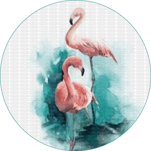 MMarcia cisne ave aquarela  cygne aquarelle - png gratuito