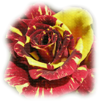 patymirabelle fleurs une rose - Free PNG