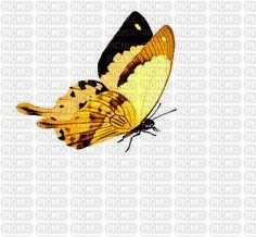 Mariposa - png gratuito
