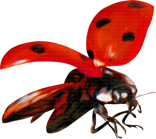Ladybug.Red.Black - png ฟรี