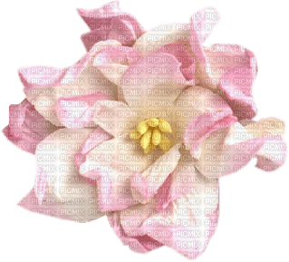 fiore rosa-rosa blomma-pink flower-fleur rose-minou52 - PNG gratuit