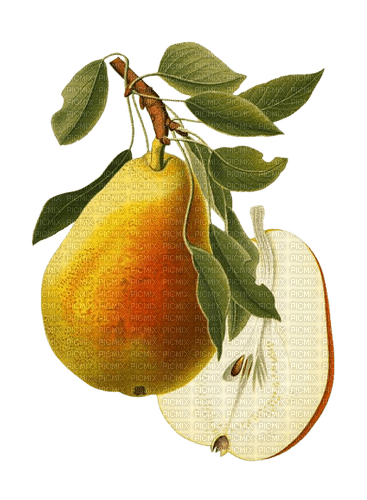 pears Bb2 - 免费PNG