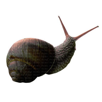 Kaz_Creations Snails Snail - zadarmo png