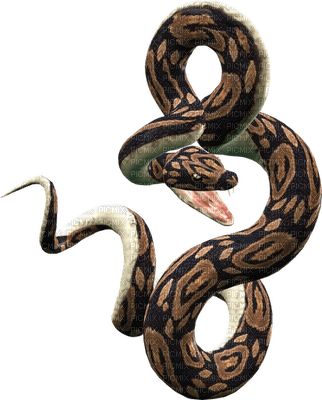 snakes bp - zadarmo png