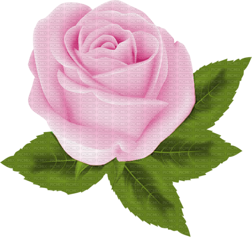 pink rose - бесплатно png