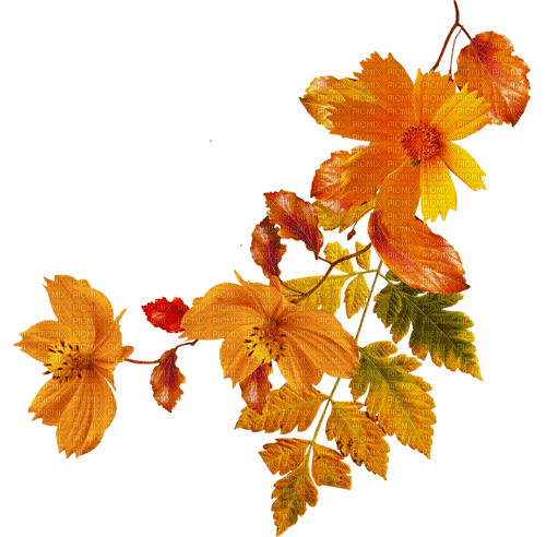 Ветка с  листьями - zdarma png