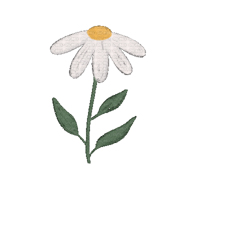 Daisy.Marguerite.Fleur.Flower.Victoriabea - GIF animé gratuit