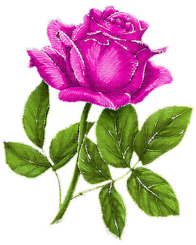 lila rózsa - Gratis animerad GIF