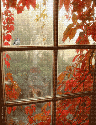Window.fenêtre.ventana.Autumn.Victoriabea - Ingyenes animált GIF
