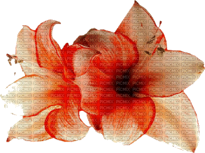 Kwiaty4 - 免费PNG