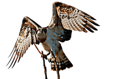 Aigle ** - 免费PNG