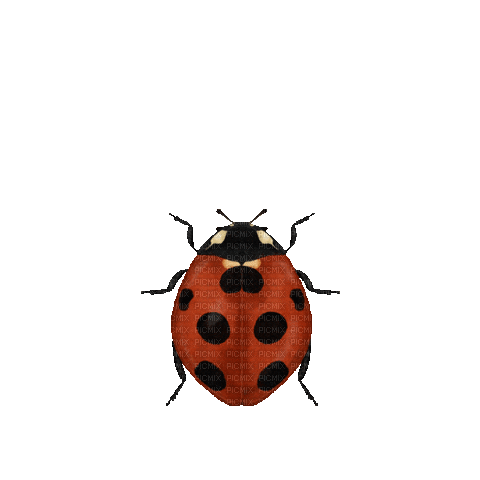 Insecten - Безплатен анимиран GIF