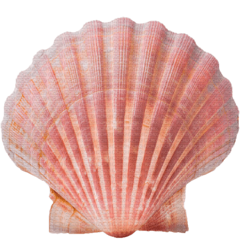 seashell Bb2 - фрее пнг