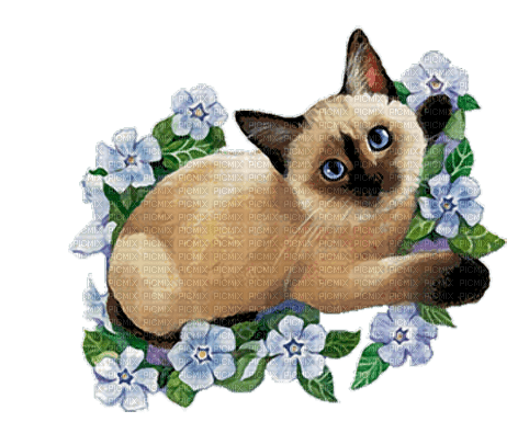 cat by nataliplus - бесплатно png