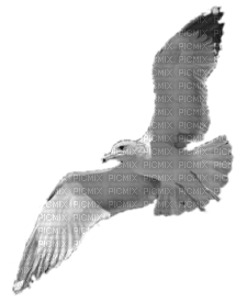 Bird White - Bogusia - PNG gratuit