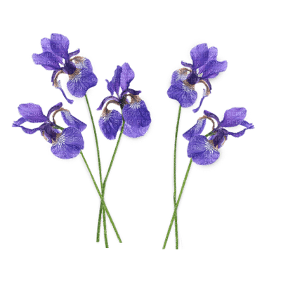 Kaz_Creations Flowers-Fleurs - png gratis