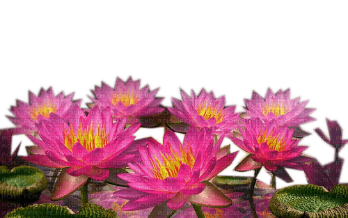 Rena pink Seerosen Flowers Blumen Lotus - zdarma png