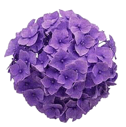 blomma--flower--purple--lila - gratis png