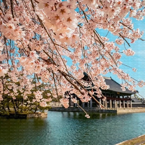 Cherry blossom background Korea - png ฟรี