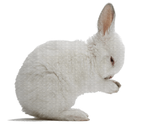 hase rabbit milla1959 - png gratis