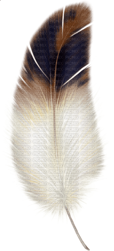 feather - zdarma png