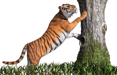 tiikeri, tiger - png ฟรี