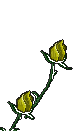 Roses jaunes qui poussent - GIF animé gratuit
