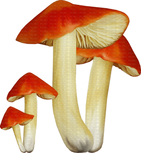 kikkapink deco autumn mushroom red white - darmowe png