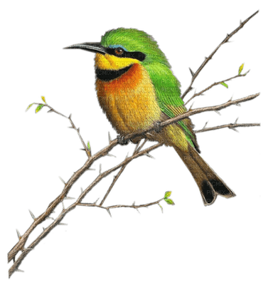 patymirabelle oiseau - darmowe png