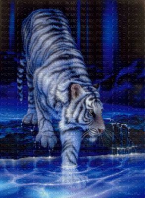 tigre blanc - PNG gratuit
