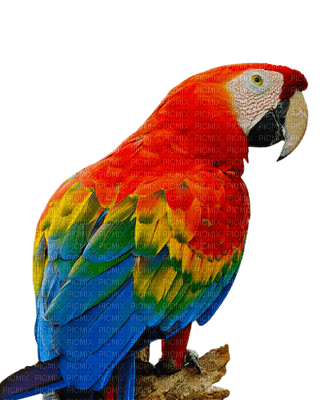 Parrot birds bp - ingyenes png