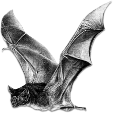 soave deco bat gothic halloween black white - PNG gratuit