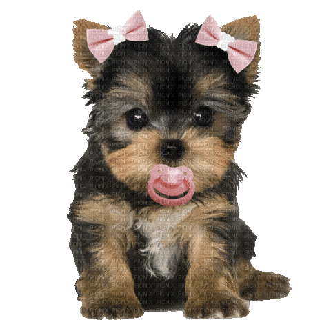 Yorkie Dog Puppy - Gratis animerad GIF