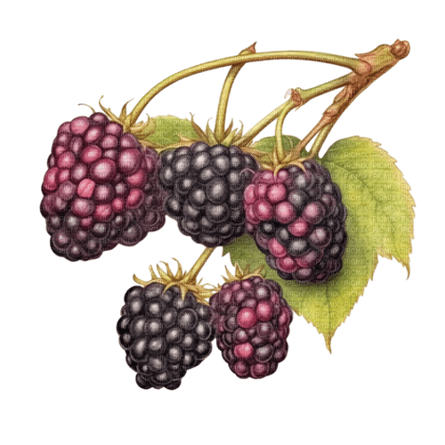 blackberries Bb2 - nemokama png
