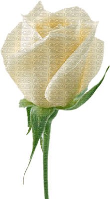 Kaz_Creations Deco Flowers Roses Flower - безплатен png