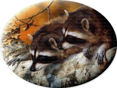 raccoon bp - ücretsiz png