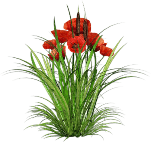 loly33 coquelicot - zdarma png