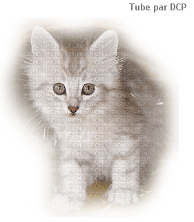 chaton mignon - PNG gratuit