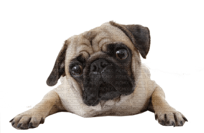Kaz_Creations Dogs. Dog Puppies Pup Pug - δωρεάν png