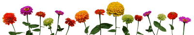 Kaz_Creations Deco Flower Colours Flowers - png ฟรี