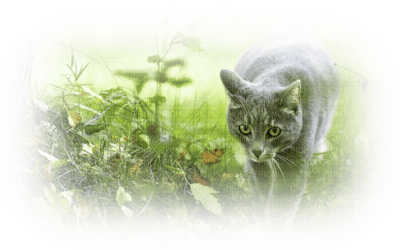 Kaz_Creations Paysage Scenery Cat - darmowe png