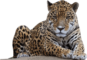 Kaz_Creations Leopard - zadarmo png