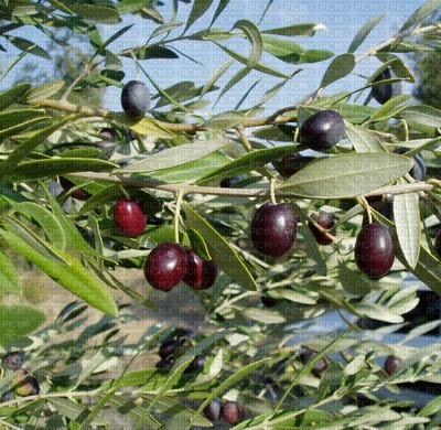 olives bp - PNG gratuit