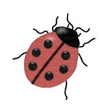 coccinelle - Free PNG