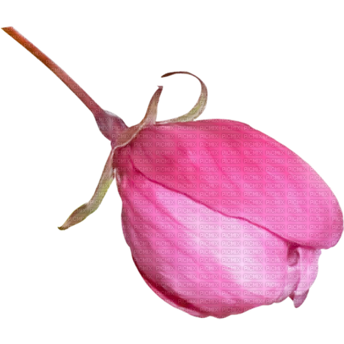deco scrap pink purple spring flower - 無料png