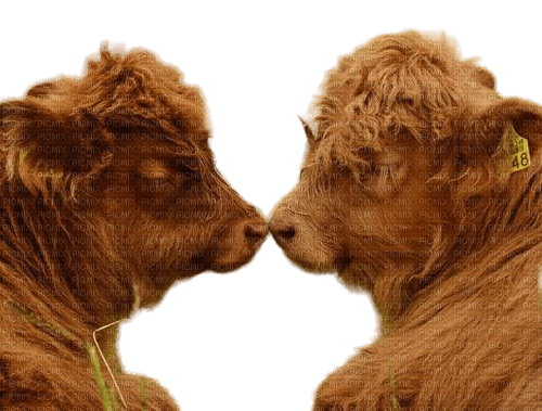 cows - png grátis