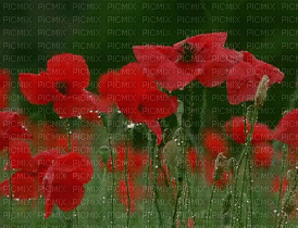 anemone-NitsaP - Ingyenes animált GIF